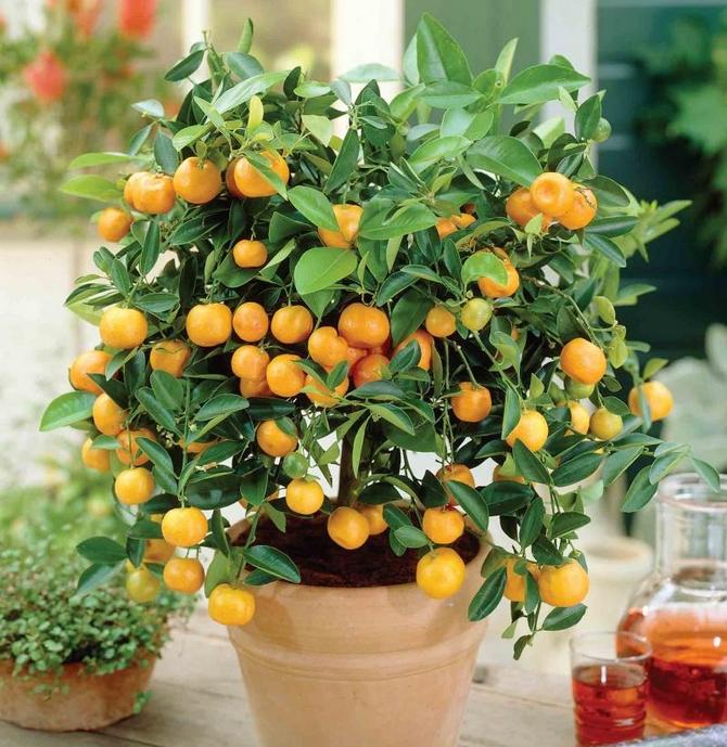 Merawat calamondin di rumah