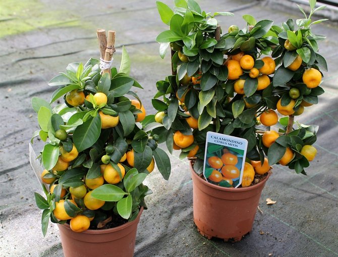 Calamondin eller citrofortunella (hemlagad mandarin) - hemvård. Odling, transplantation och reproduktion