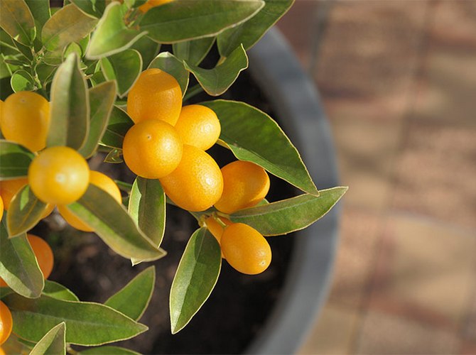 Untuk menanam pokok tangerine, anda memerlukan periuk besar, kerana ia dapat memiliki sistem akar besar yang sangat maju.