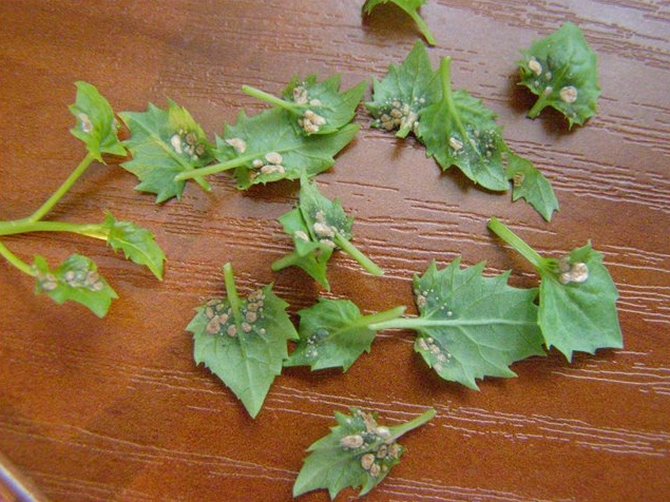 Om plantans optimala levnadsförhållanden inte följs, liksom om bevattningsregimen kränks, utsätts campanula ofta för svampsjukdomar.