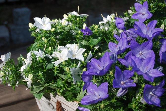 Campanula - hemvård. Odling, plantering och reproduktion av campanula. Beskrivning, typer, foton