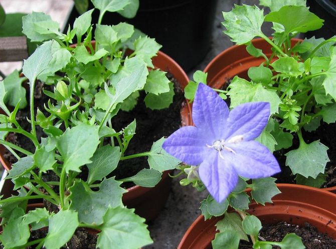 Marken för klockorna bör lätt lossas så att plantans rötter berikas med tillräckligt med syre.