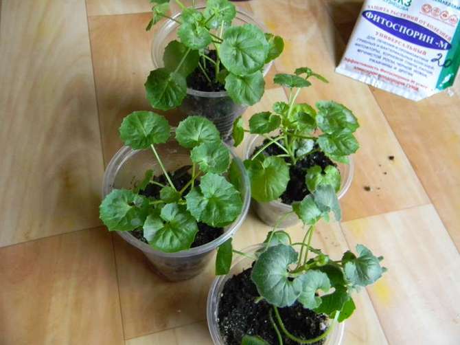 Beroende på sorten förökas "familjens lycksblomma" med sticklingar, frön eller genom att dela busken.