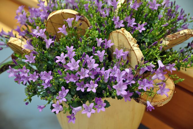 Campanula vård hemma