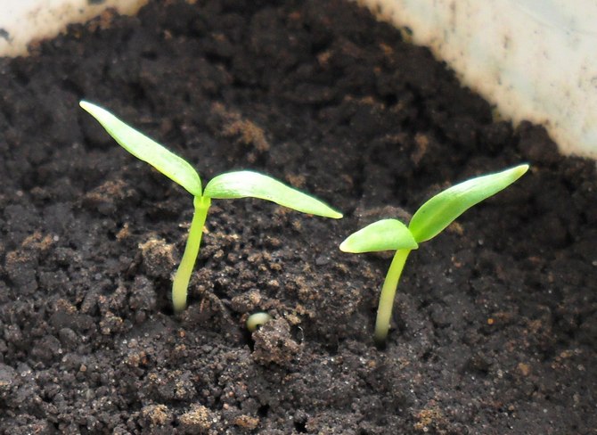 Odla potatisfrön och ta hand om plantor