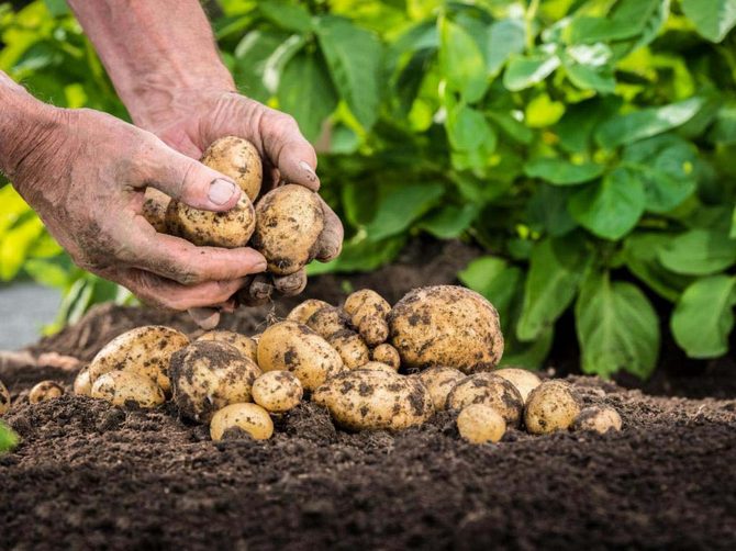 Hur man odlar potatis från frön