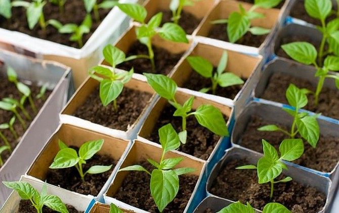 En liten behållare för plantor av tjock kartong tillverkas enkelt av lådor med mjölk, kefir, gräddfil etc. genom att skära av dess topp.