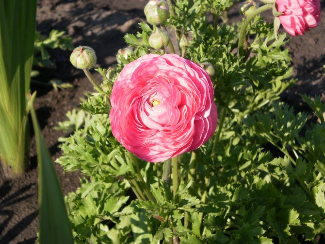 När och var man ska plantera smörblommor i öppen mark