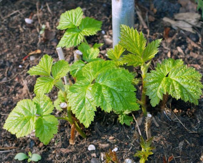 Raspberry suka tumbuh di kawasan tanah yang berliang, ringan, dan lembap.