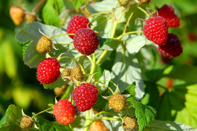 Växande hallon: plantering, vård, utfodring