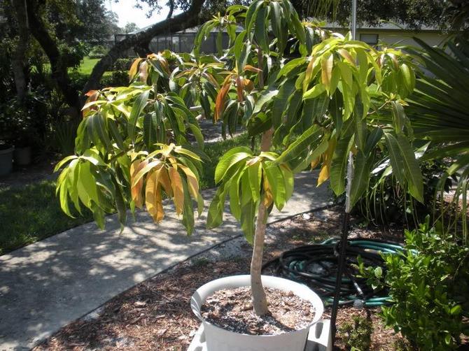 Mangga - penjagaan rumah. Menanam dan membiakkan pokok mangga