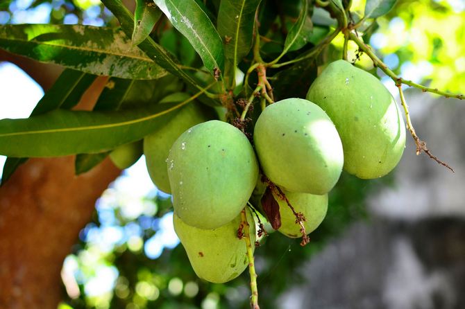 Mogna mango kan väga upp till 2 kg.