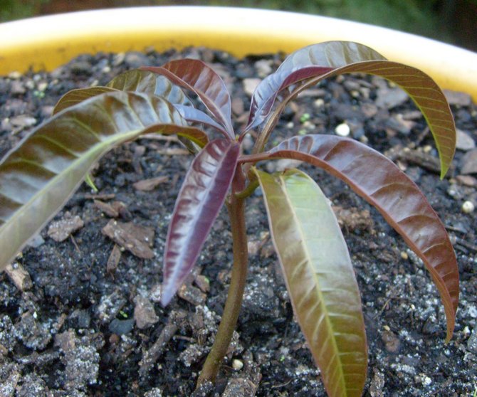 Tanah yang lembap secara sederhana adalah tanah yang optimum untuk menanam pokok tropika.