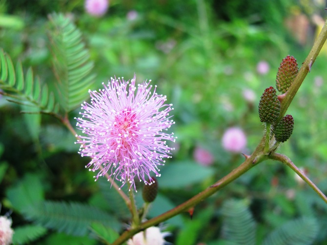 Mimosa bashful - hemvård. Odling, transplantation och reproduktion av bashful mimosa. Beskrivning, foto