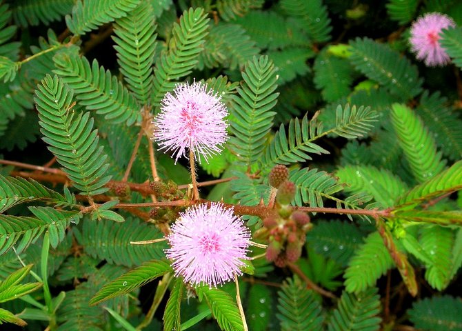 Växten är en liten buske med små sfäriska blommor, vars löv liknar en ormbunke.