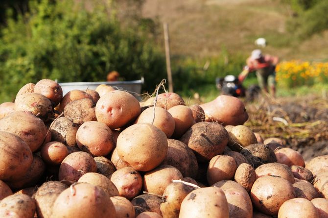 Cara meningkatkan pelbagai kentang: 5 cara