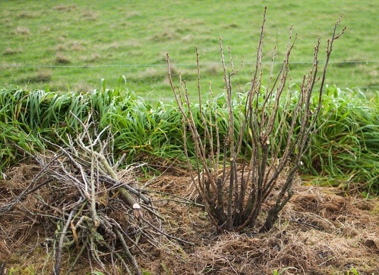 Peremajaan currant. Cara melakukan pemangkasan anti-penuaan