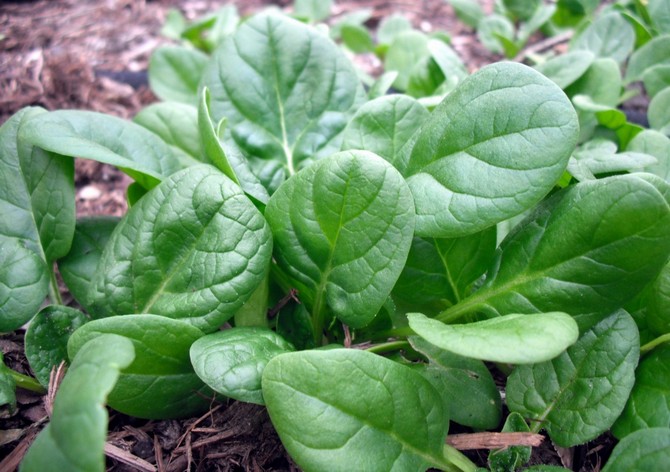 Menanam sayur dan sayur awal di rumah hijau