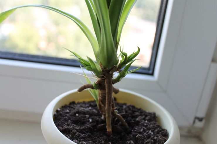 Flygrötter av pandanus