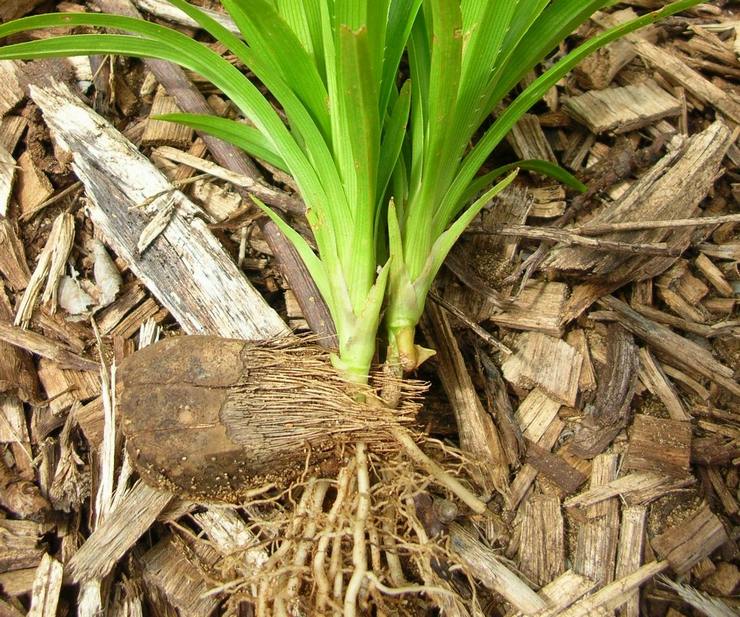 Pandanus transplantation