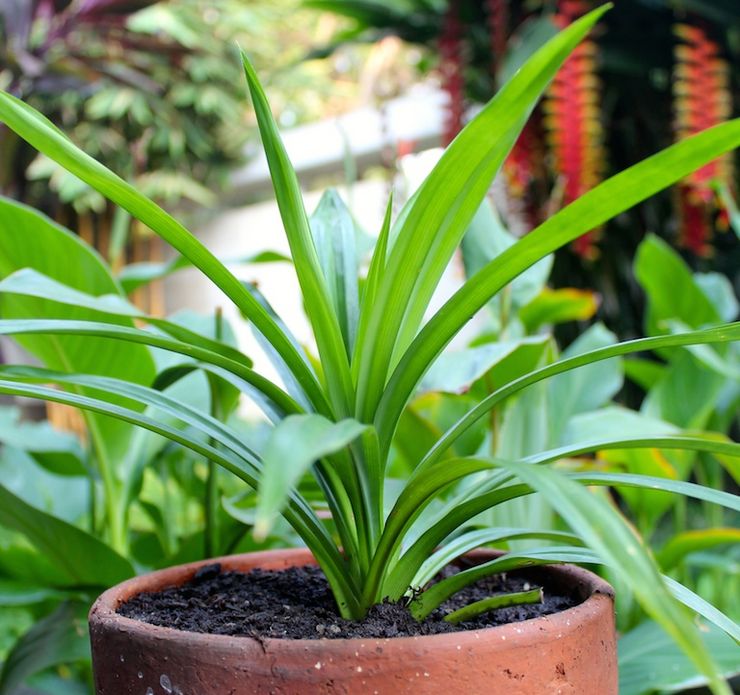 Bevattna pandanus