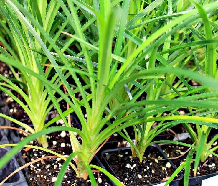 Avelsmetoder för pandanus