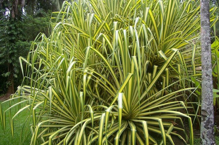 Pandanus Sandera