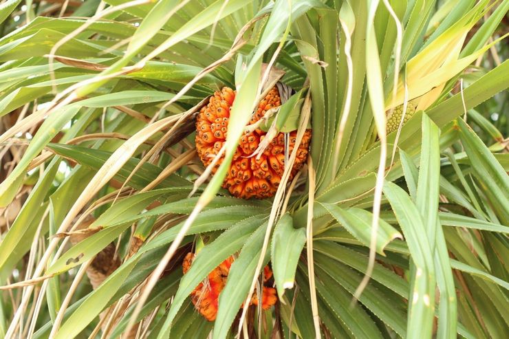 Pandanus bersembunyi di belakang