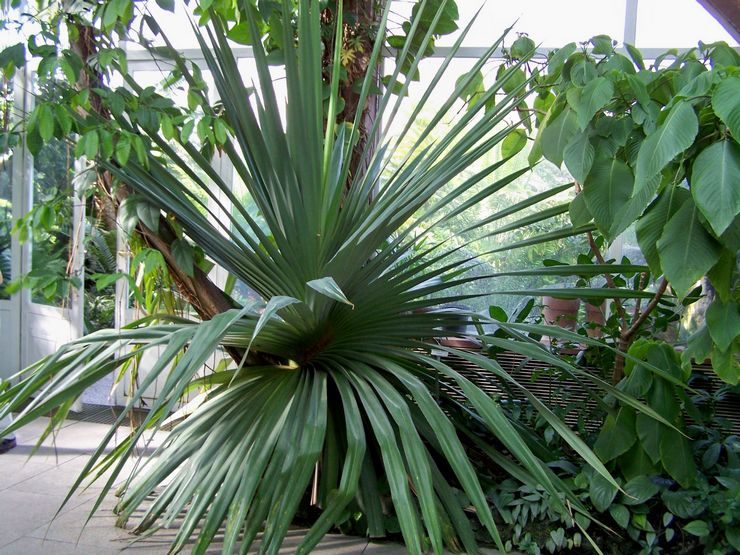 Pandanus berguna