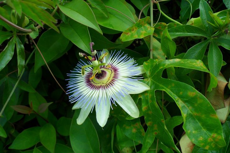 Sjukdomar och skadedjur av passionflower