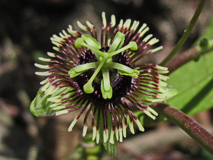 Passionsblomma "Bat"