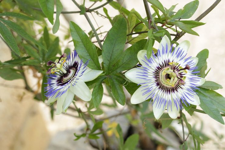 Passiflora blommar