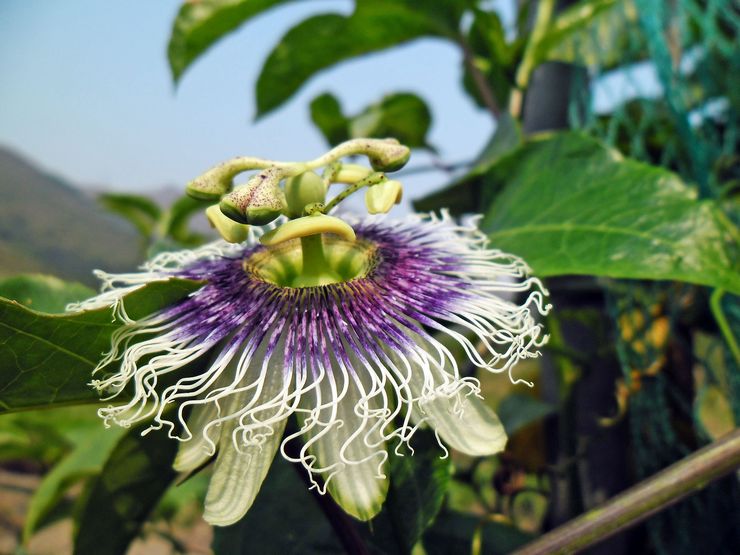 Passionflower boleh dimakan