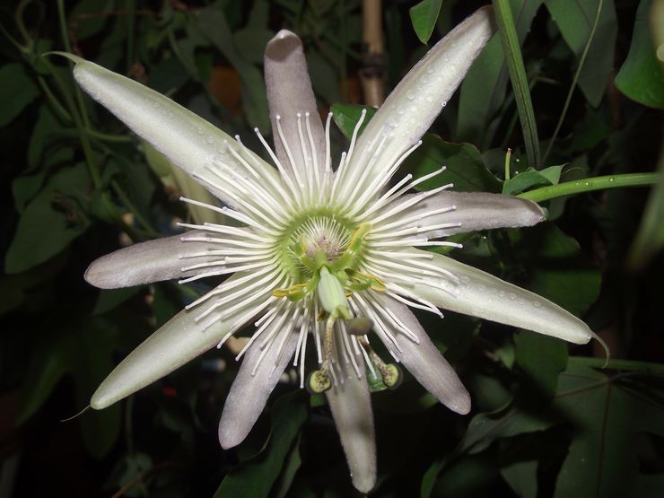 Passionflower anggun