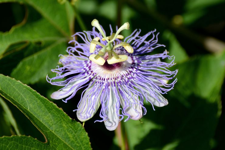 Passiflora inkarnerad