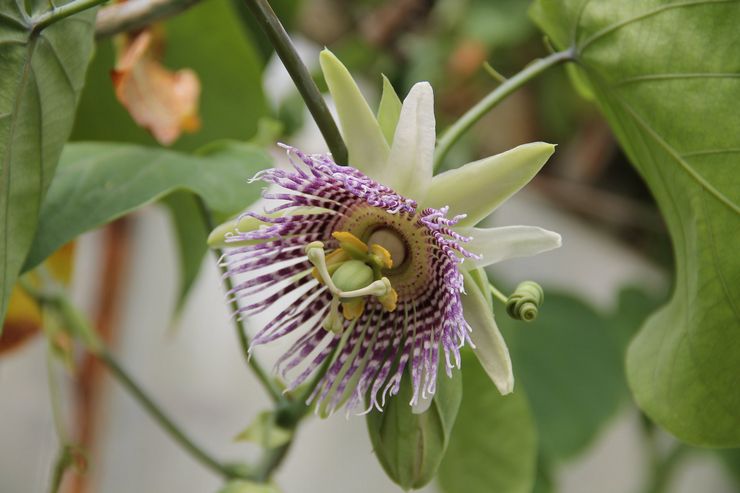 Reed passionflower