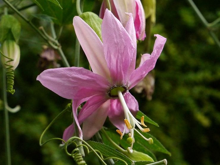 Passionsblomma banan