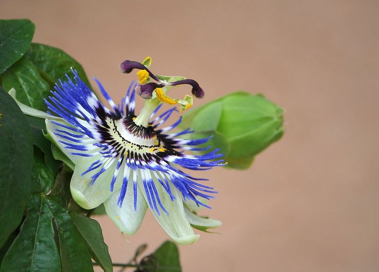 Beskrivning av passionflower