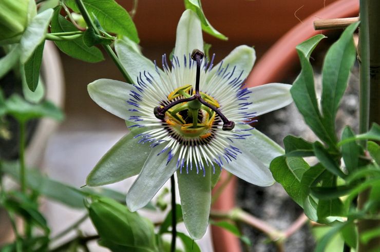 Plantering passionsblomma