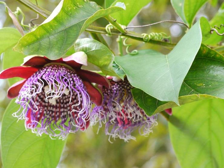 Passionflower tetrahedral