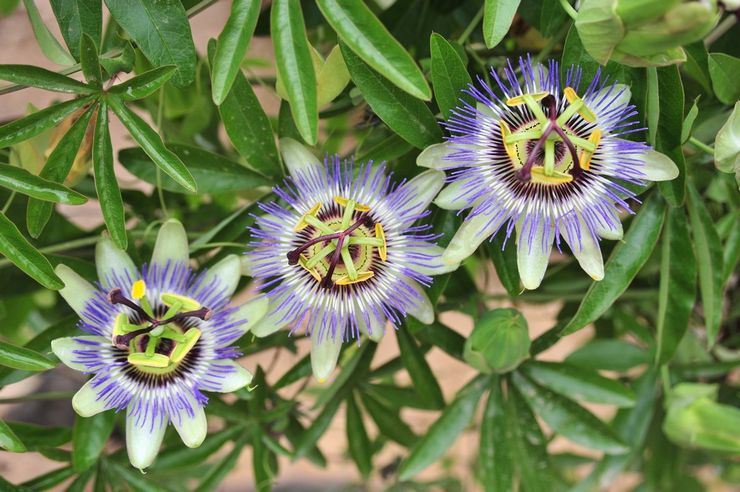 Loji bunga Passionflower