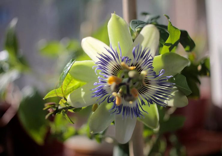 Växande passionflower