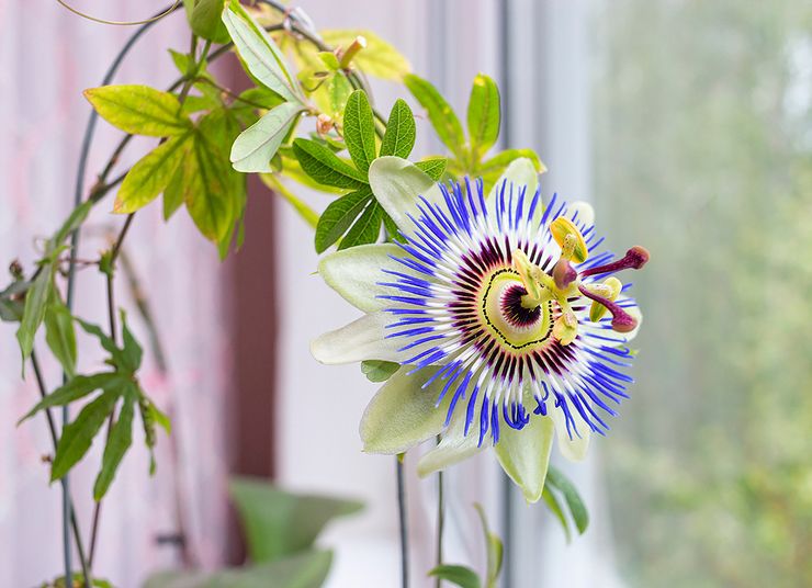 Penjagaan Passiflora di rumah