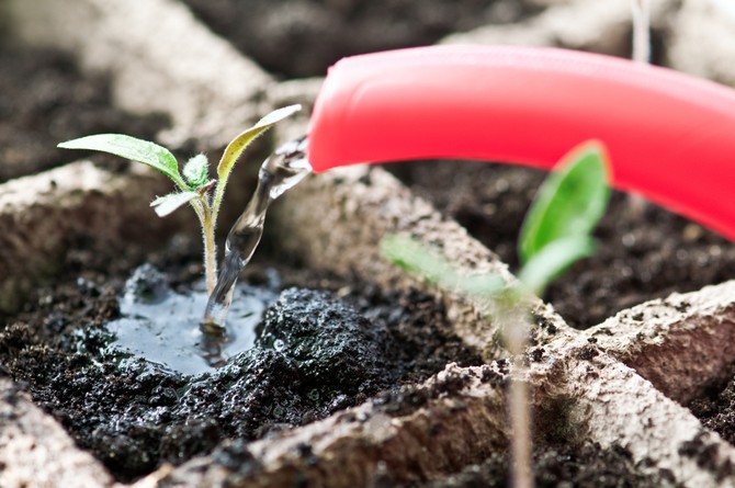 Tomato adalah tanaman yang tahan terhadap penurunan suhu dan kekeringan. Tanaman ini memerlukan penyiraman sederhana.