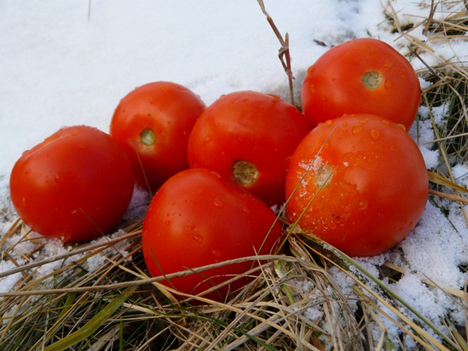 Menyemai tomato pada musim sejuk