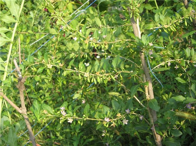 Platsen för plantering av goji måste väljas soligt och utan risk för stillastående vatten