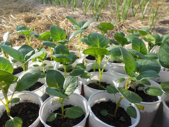 Plantera plantor i öppen mark och ta hand om sängarna