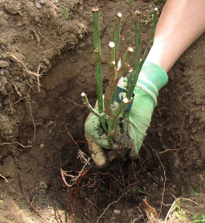 Början av maj är den bästa tiden att plantera rosenbuskar i marken.