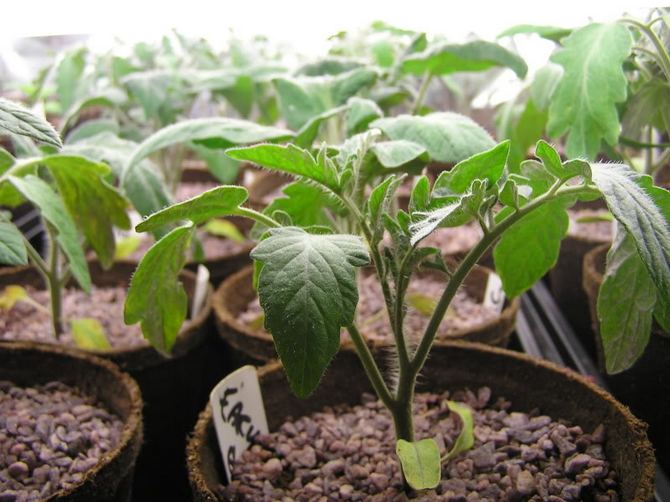 Odling av tomatplantor: sådd, plockning, vattning och utfodring, härdning