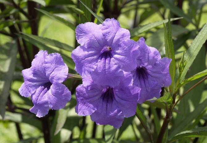 Ruellia - hemvård. Odling, transplantation och reproduktion av ruelia. Beskrivning, typer, foton